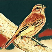 Siskin IM
