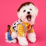 Pets In Costume