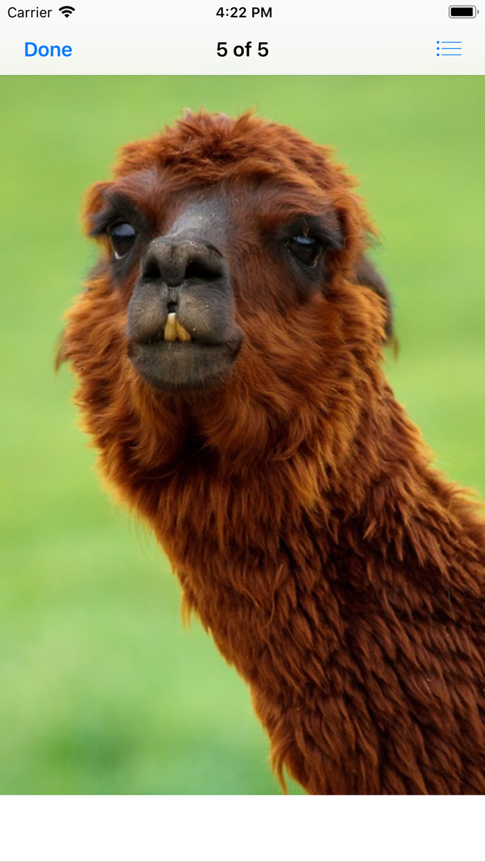 Llama Photography