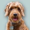 Goldendoodle Sticker Pack