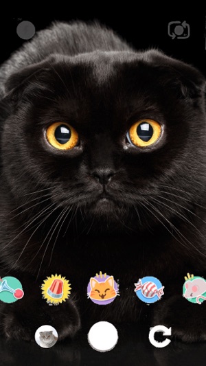 snapcat on the app