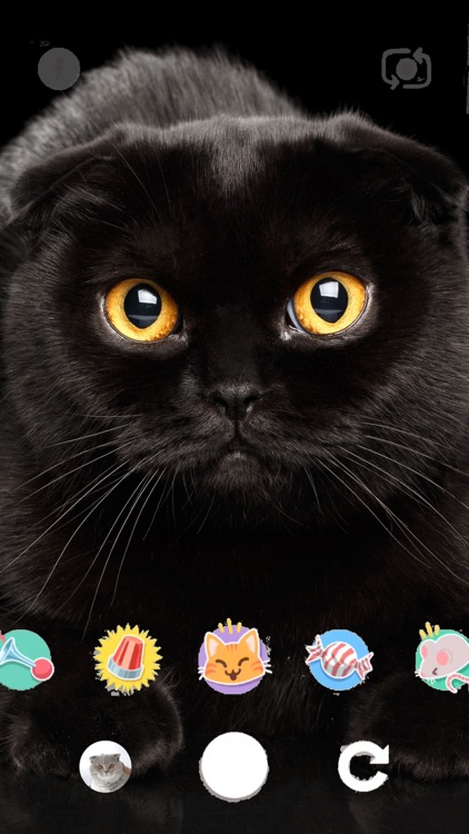 snapcat.