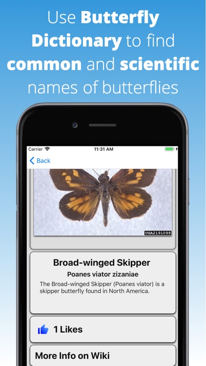 Butterfly Dictionary