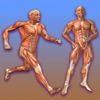 Learn Muscular System
