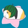 guineapig-collection