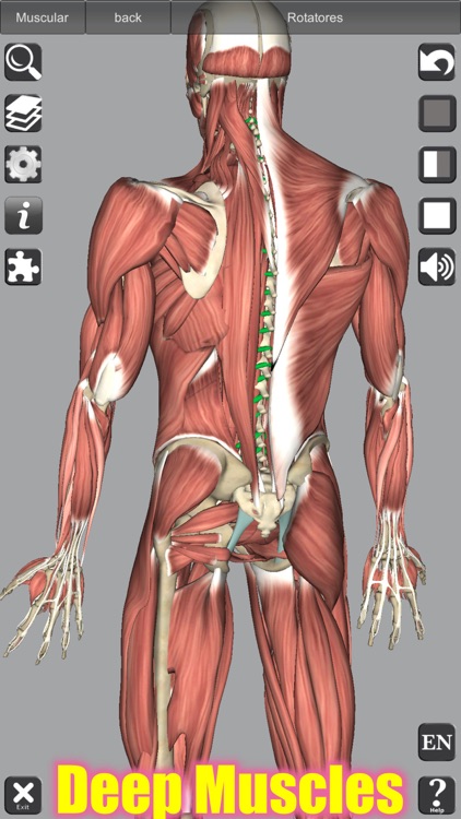 3D Anatomy screenshot-4