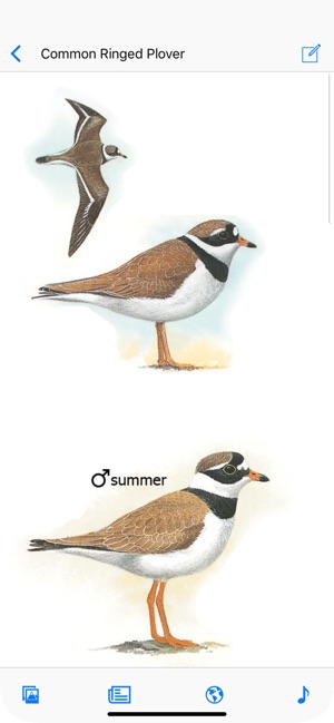 UK Ireland Bird Identification(圖1)-速報App