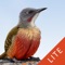 Try this sample LITE version of Sasol eBirds Southern Africa before you purchase the full app