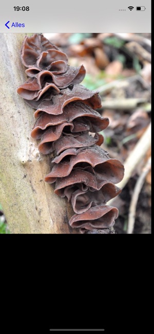 Paddenstoelen(圖7)-速報App