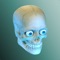 In IDLE HUMAN we give you the unique chance to discover and create the various parts of a human right from the first cell