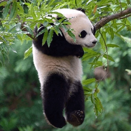 Funny Lazy Panda Stickers icon