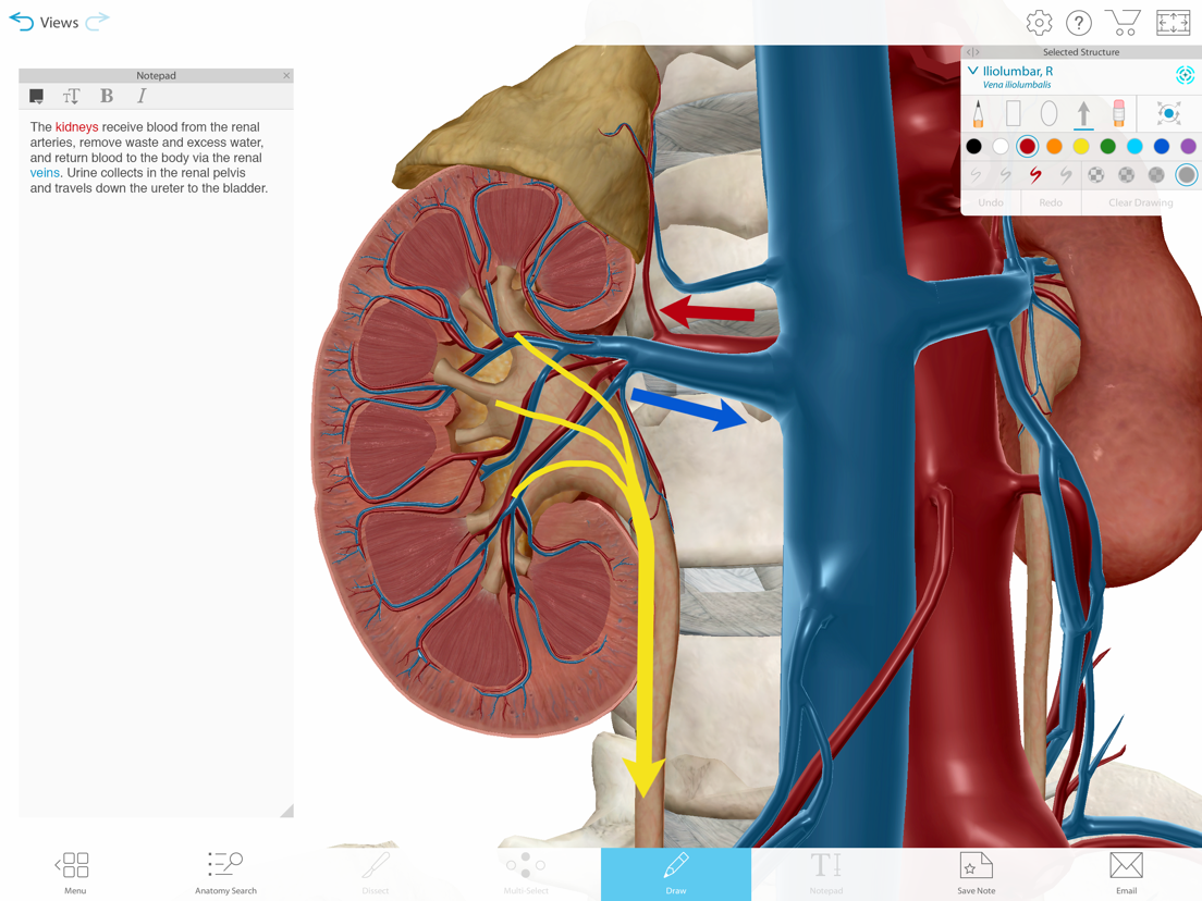 Human Anatomy Atlas 2021 - App voor iPhone, iPad en iPod touch - AppWereld