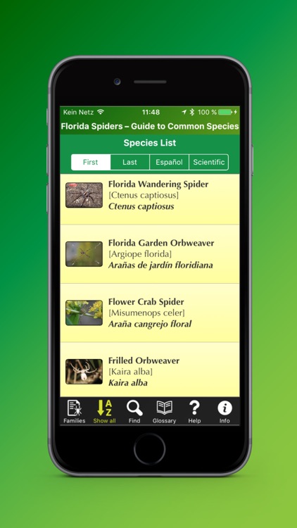 Florida Spiders