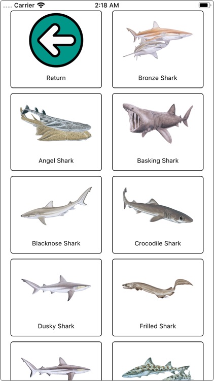 Shark species quiz