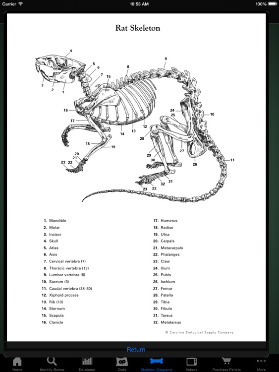 Owl Pellet Activities HD screenshot-4