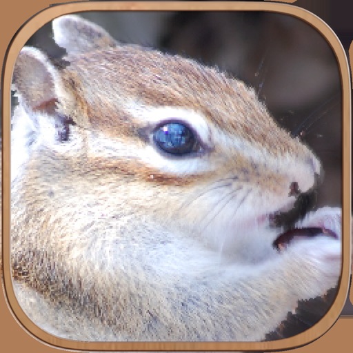 Squirrel Healing Life iOS App