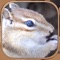 Healing squirrel training app