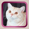 Icon Kitty Cat Mah Jongg Solitaire
