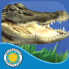 Alligator at Saw Grass Road - Oceanhouse Media