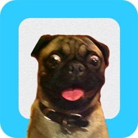 Pet Control pour PC