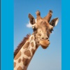 Lotsa Giraffe Stickers