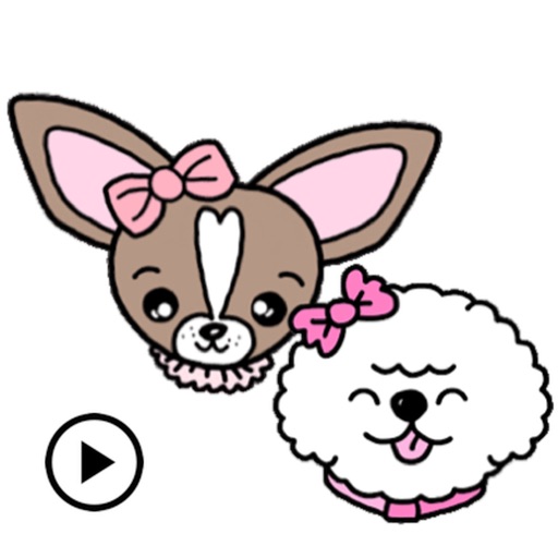 Bichon Chihuahua Cute Dogs