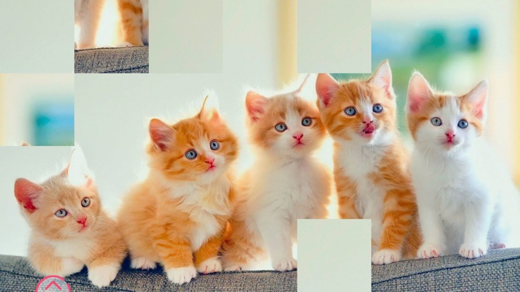 Cute Kittens - Easy Puzzle screenshot-7