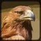 Eagle hunting journey  is an eagle hunting simulator with easy to learn mechanics and a simple goal - survive the day and get to fly again