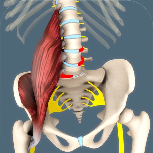 Psoas 3D Interactive Model by Posturepro Trust