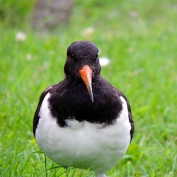 Oystercatcher Stickers