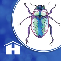 Animal Kin Oracle Cards