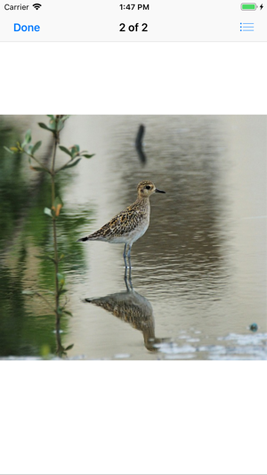 Pacific Golden Plover(圖8)-速報App