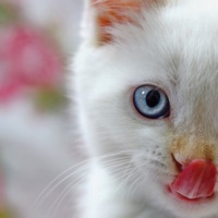 Photos chats mignons pour PC