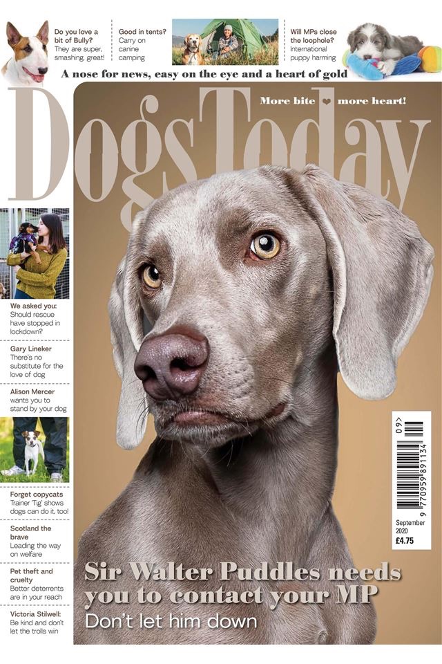 Dogs Today Magazine screenshot 2