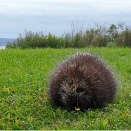 Porcupines