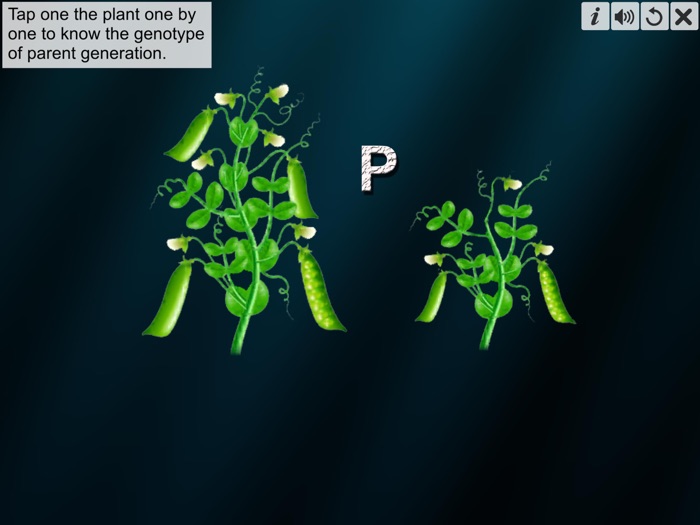 Monohybrid Cross