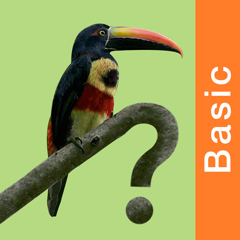 Costa Rica Birds Basic