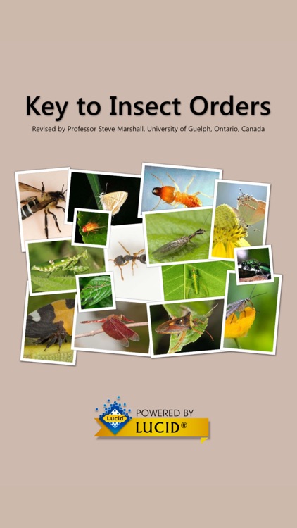 Key to Insect Orders - Revised