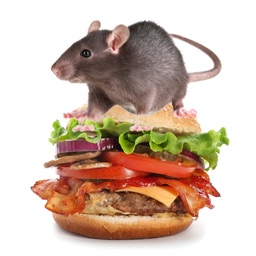 Burger Rats