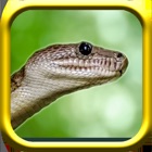 Snake Rampage - A Snake Simulator Game