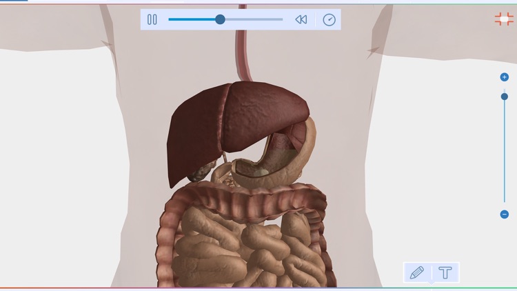 Anatomia Humana - EvoBooks