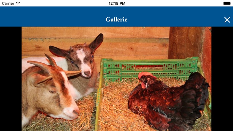 800 Jahre Eiweiler screenshot-8