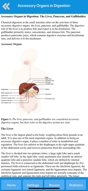 Human Digestive System Anatomy(圖5)-速報App