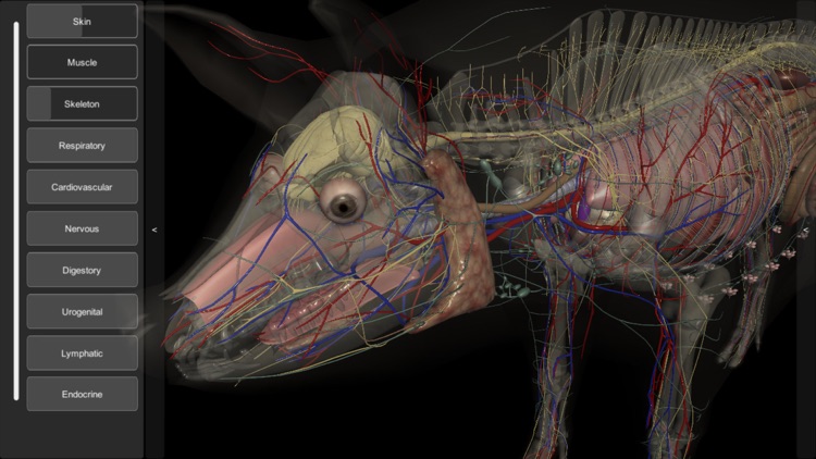 3D Pig Anatomy