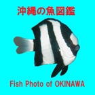 Fish Photo of OKINAWA