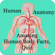 Amazing Human Body Facts, Quiz