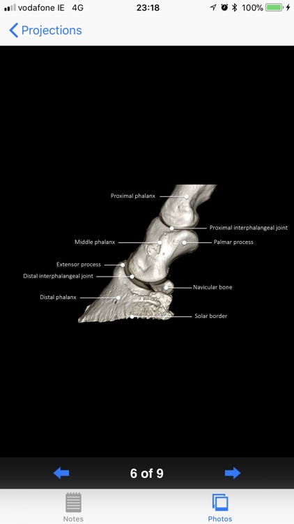 Equine Radiography