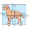 Icon Veterinary Anatomy Quizzes