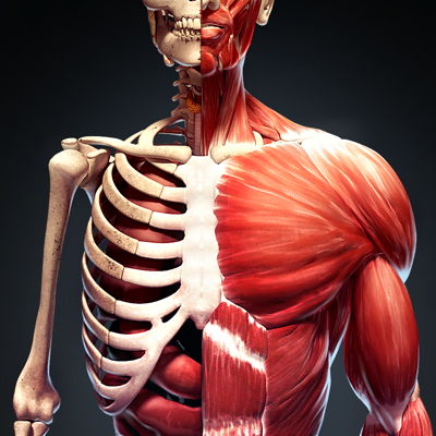 Human Anatomy 3D - Body Parts