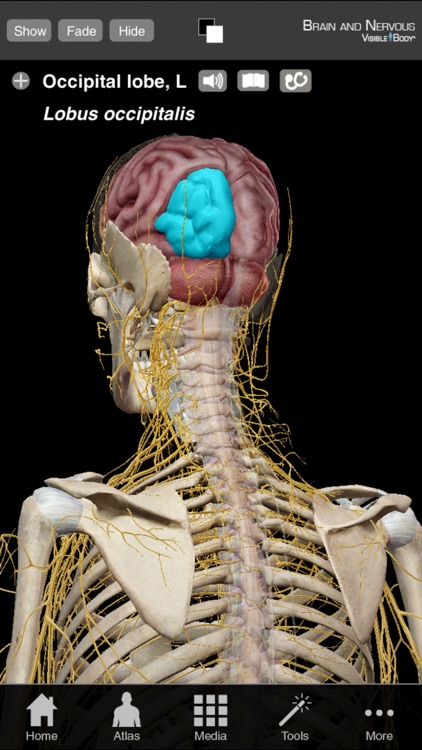 Brain & Nervous Anatomy Olio